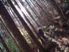 mafu-blog　＋山と魂＋-杉の木1
