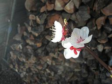 mafu-blog　＋山と魂＋-アンズの花