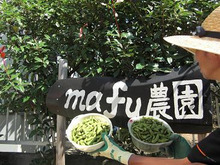 mafu-blog　＋山と魂＋-枝豆2