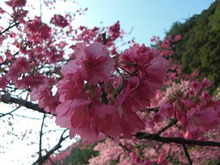mafu-blog　＋山と魂＋-ヒカン桜3