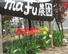 mafu-blog　＋山と魂＋-チューリップ1